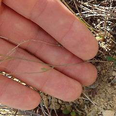 Photographer: Melissa Hutchison, Date taken: 25/01/2022, Licence: <a target='_blank' href='https://creativecommons.org/licenses/by-nc/4.0'>CC BY-NC</a>. <a class='member-message' href='/nzpcn/why-join-nzpcn/' target='_blank'>Members can view a larger version of this image.</a>