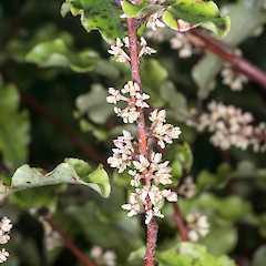 Staminate flowers. Pohangina Valley, Manawatū.<br>Photographer: Jeremy R. Rolfe, Date taken: 27/05/2014, Licence: <a target='_blank' href='https://creativecommons.org/licenses/by/4.0'>CC BY</a>.