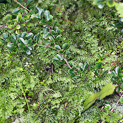 Amongst Hymenophyllum multifidum. Rangaika, Chatham Island.<br>Photographer: Jeremy R. Rolfe, Date taken: 01/06/2013, Licence: <a target='_blank' href='https://creativecommons.org/licenses/by/4.0'>CC BY</a>. <a class='member-message' href='/nzpcn/why-join-nzpcn/' target='_blank'>Members can view a larger version of this image.</a>