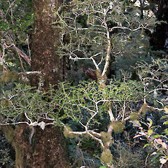 Mount Holdsworth, Tararua Range.<br>Photographer: Jeremy R. Rolfe, Date taken: 18/04/2009, Licence: <a target='_blank' href='https://creativecommons.org/licenses/by/4.0'>CC BY</a>. <a class='member-message' href='/nzpcn/why-join-nzpcn/' target='_blank'>Members can view a larger version of this image.</a>