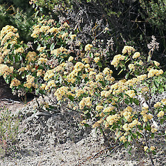 Te Paki.<br>Photographer: Jeremy R. Rolfe, Date taken: 20/09/2011, Licence: <a target='_blank' href='https://creativecommons.org/licenses/by/4.0'>CC BY</a>.