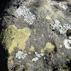 Hinewai Reserve, Banks Peninsula.<br>Photographer: Allison Knight, Licence: <a target='_blank' href='https://creativecommons.org/licenses/by-nc/4.0'>CC BY-NC</a>. <a class='member-message' href='/nzpcn/why-join-nzpcn/' target='_blank'>Members can view a larger version of this image.</a>