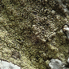 Chatham Islands/Rekohu.<br>Photographer: Melissa Hutchison, Date taken: 19/12/2020, Licence: <a target='_blank' href='https://creativecommons.org/licenses/by-nc/4.0'>CC BY-NC</a>. <a class='member-message' href='/nzpcn/why-join-nzpcn/' target='_blank'>Members can view a larger version of this image.</a>