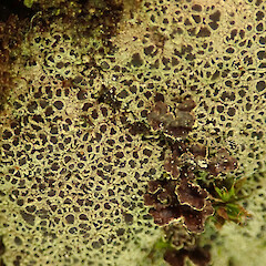 Tai Tapu, Christchurch.<br>Photographer: Melissa Hutchison, Date taken: 15/09/2021, Licence: <a target='_blank' href='https://creativecommons.org/licenses/by-nc/4.0'>CC BY-NC</a>. <a class='member-message' href='/nzpcn/why-join-nzpcn/' target='_blank'>Members can view a larger version of this image.</a>