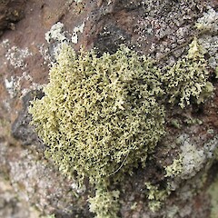 Saxicolous on basalt, Port Hills Canterbury.<br>Photographer: Melissa Hutchison, Date taken: 11/05/2019, Licence: <a target='_blank' href='https://creativecommons.org/licenses/by-nc/4.0'>CC BY-NC</a>. <a class='member-message' href='/nzpcn/why-join-nzpcn/' target='_blank'>Members can view a larger version of this image.</a>