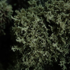 Saxicolous on basalt, Port Hills Canterbury.<br>Photographer: Marley Ford, Date taken: 10/11/2019, Licence: <a target='_blank' href='https://creativecommons.org/licenses/by-nc/4.0'>CC BY-NC</a>. <a class='member-message' href='/nzpcn/why-join-nzpcn/' target='_blank'>Members can view a larger version of this image.</a>