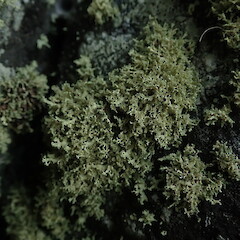 Saxicolous on basalt, Port Hills Canterbury.<br>Photographer: Marley Ford, Date taken: 10/11/2019, Licence: <a target='_blank' href='https://creativecommons.org/licenses/by-nc/4.0'>CC BY-NC</a>. <a class='member-message' href='/nzpcn/why-join-nzpcn/' target='_blank'>Members can view a larger version of this image.</a>