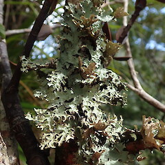 Corticolous on montane ridge forest, Coromandel.<br>Photographer: Marley Ford, Date taken: 03/10/2020, Licence: <a target='_blank' href='https://creativecommons.org/licenses/by-nc/4.0'>CC BY-NC</a>. <a class='member-message' href='/nzpcn/why-join-nzpcn/' target='_blank'>Members can view a larger version of this image.</a>