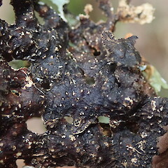 Thallus underside of corticolous specimen on montane ridge forest, Coromandel.<br>Photographer: Marley Ford, Date taken: 03/10/2020, Licence: <a target='_blank' href='https://creativecommons.org/licenses/by-nc/4.0'>CC BY-NC</a>. <a class='member-message' href='/nzpcn/why-join-nzpcn/' target='_blank'>Members can view a larger version of this image.</a>