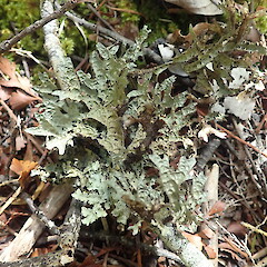 Windfall, Waipoua Northland.<br>Photographer: Marley Ford, Date taken: 25/03/2021, Licence: <a target='_blank' href='https://creativecommons.org/licenses/by-nc/4.0'>CC BY-NC</a>. <a class='member-message' href='/nzpcn/why-join-nzpcn/' target='_blank'>Members can view a larger version of this image.</a>