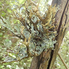 Corticolous on manuka, Wainuiomata, Wellington.<br>Photographer: Marley Ford, Date taken: 27/11/2019, Licence: <a target='_blank' href='https://creativecommons.org/licenses/by-nc/4.0'>CC BY-NC</a>. <a class='member-message' href='/nzpcn/why-join-nzpcn/' target='_blank'>Members can view a larger version of this image.</a>