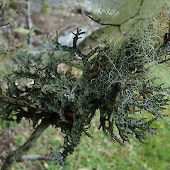 Corticolous on mingimingi, Waipoua Northland.<br>Photographer: Marley Ford, Date taken: 06/08/2021, Licence: <a target='_blank' href='https://creativecommons.org/licenses/by-nc/4.0'>CC BY-NC</a>. <a class='member-message' href='/nzpcn/why-join-nzpcn/' target='_blank'>Members can view a larger version of this image.</a>