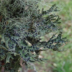 Corticolous on mingimingi, Waipoua Northland.<br>Photographer: Marley Ford, Date taken: 06/08/2021, Licence: <a target='_blank' href='https://creativecommons.org/licenses/by-nc/4.0'>CC BY-NC</a>. <a class='member-message' href='/nzpcn/why-join-nzpcn/' target='_blank'>Members can view a larger version of this image.</a>