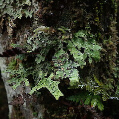 In coastal forest, Doughboy Bay Stewart Island.<br>Photographer: Marley Ford, Date taken: 25/01/2021, Licence: <a target='_blank' href='https://creativecommons.org/licenses/by-nc/4.0'>CC BY-NC</a>. <a class='member-message' href='/nzpcn/why-join-nzpcn/' target='_blank'>Members can view a larger version of this image.</a>