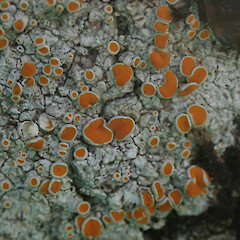 Kennedys Bush, Port Hills, Christchurch.<br>Photographer: Melissa Hutchison, Date taken: 10/05/2020, Licence: <a target='_blank' href='https://creativecommons.org/licenses/by-nc/4.0'>CC BY-NC</a>. <a class='member-message' href='/nzpcn/why-join-nzpcn/' target='_blank'>Members can view a larger version of this image.</a>