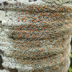 Heaphy Track.<br>Photographer: Melissa Hutchison, Date taken: 04/04/2021, Licence: <a target='_blank' href='https://creativecommons.org/licenses/by-nc/4.0'>CC BY-NC</a>. <a class='member-message' href='/nzpcn/why-join-nzpcn/' target='_blank'>Members can view a larger version of this image.</a>
