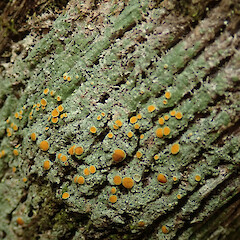 Stewart Island.<br>Photographer: Melissa Hutchison, Date taken: 26/01/2021, Licence: <a target='_blank' href='https://creativecommons.org/licenses/by-nc/4.0'>CC BY-NC</a>. <a class='member-message' href='/nzpcn/why-join-nzpcn/' target='_blank'>Members can view a larger version of this image.</a>
