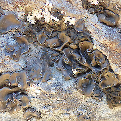 Banks Peninsula.<br>Photographer: Melissa Hutchison, Date taken: 22/01/2022, Licence: <a target='_blank' href='https://creativecommons.org/licenses/by-nc/4.0'>CC BY-NC</a>. <a class='member-message' href='/nzpcn/why-join-nzpcn/' target='_blank'>Members can view a larger version of this image.</a>