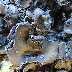 Banks Peninsula.<br>Photographer: Melissa Hutchison, Date taken: 22/01/2022, Licence: <a target='_blank' href='https://creativecommons.org/licenses/by-nc/4.0'>CC BY-NC</a>. <a class='member-message' href='/nzpcn/why-join-nzpcn/' target='_blank'>Members can view a larger version of this image.</a>
