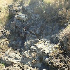 Peltula euploca habitat, Banks Peninsula.<br>Photographer: Melissa Hutchison, Date taken: 22/01/2022, Licence: <a target='_blank' href='https://creativecommons.org/licenses/by-nc/4.0'>CC BY-NC</a>. <a class='member-message' href='/nzpcn/why-join-nzpcn/' target='_blank'>Members can view a larger version of this image.</a>