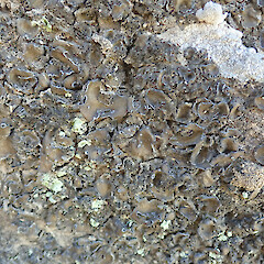Banks Peninsula.<br>Photographer: Melissa Hutchison, Date taken: 22/01/2022, Licence: <a target='_blank' href='https://creativecommons.org/licenses/by-nc/4.0'>CC BY-NC</a>. <a class='member-message' href='/nzpcn/why-join-nzpcn/' target='_blank'>Members can view a larger version of this image.</a>
