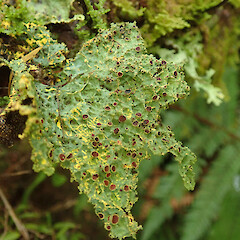 Karamea.<br>Photographer: Melissa Hutchison, Date taken: 05/04/2021, Licence: <a target='_blank' href='https://creativecommons.org/licenses/by-nc/4.0'>CC BY-NC</a>. <a class='member-message' href='/nzpcn/why-join-nzpcn/' target='_blank'>Members can view a larger version of this image.</a>