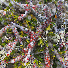 On Melicytus alpinus, Spider Lakes, Hakatere.<br>Photographer: Melissa Hutchison, Date taken: 18/11/2012, Licence: <a target='_blank' href='https://creativecommons.org/licenses/by-nc/4.0'>CC BY-NC</a>. <a class='member-message' href='/nzpcn/why-join-nzpcn/' target='_blank'>Members can view a larger version of this image.</a>