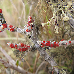 Enys Reserve, Castle Hill.<br>Photographer: Melissa Hutchison, Date taken: 10/11/2016, Licence: <a target='_blank' href='https://creativecommons.org/licenses/by-nc/4.0'>CC BY-NC</a>. <a class='member-message' href='/nzpcn/why-join-nzpcn/' target='_blank'>Members can view a larger version of this image.</a>