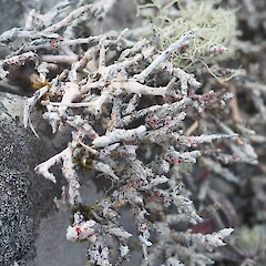 Banks Peninsula.<br>Photographer: Felix Collins, Licence: <a target='_blank' href='https://creativecommons.org/licenses/by-nc/4.0'>CC BY-NC</a>. <a class='member-message' href='/nzpcn/why-join-nzpcn/' target='_blank'>Members can view a larger version of this image.</a>