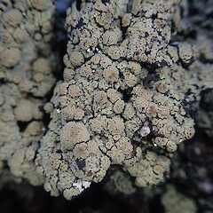 Corticolous on black beech, Waitonga Falls Raupehu.<br>Photographer: Marley Ford, Date taken: 30/01/2022, Licence: <a target='_blank' href='https://creativecommons.org/licenses/by-nc/4.0'>CC BY-NC</a>. <a class='member-message' href='/nzpcn/why-join-nzpcn/' target='_blank'>Members can view a larger version of this image.</a>