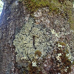 Corticolous on black beech, Waitonga Falls Raupehu.<br>Photographer: Marley Ford, Date taken: 30/01/2022, Licence: <a target='_blank' href='https://creativecommons.org/licenses/by-nc/4.0'>CC BY-NC</a>. <a class='member-message' href='/nzpcn/why-join-nzpcn/' target='_blank'>Members can view a larger version of this image.</a>