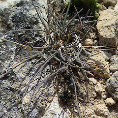 One limestone.<br>Photographer: Jane Gosden, Date taken: 26/02/2020, Licence: <a target='_blank' href='https://creativecommons.org/licenses/by-nc/4.0'>CC BY-NC</a>. <a class='member-message' href='/nzpcn/why-join-nzpcn/' target='_blank'>Members can view a larger version of this image.</a>