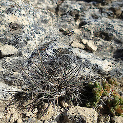 On limestone.<br>Photographer: Jane Gosden, Date taken: 26/02/2020, Licence: <a target='_blank' href='https://creativecommons.org/licenses/by-nc/4.0'>CC BY-NC</a>. <a class='member-message' href='/nzpcn/why-join-nzpcn/' target='_blank'>Members can view a larger version of this image.</a>