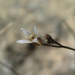 On limestone.<br>Photographer: Jane Gosden, Date taken: 26/02/2020, Licence: <a target='_blank' href='https://creativecommons.org/licenses/by-nc/4.0'>CC BY-NC</a>. <a class='member-message' href='/nzpcn/why-join-nzpcn/' target='_blank'>Members can view a larger version of this image.</a>