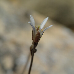 On limestone.<br>Photographer: Jane Gosden, Date taken: 26/02/2020, Licence: <a target='_blank' href='https://creativecommons.org/licenses/by-nc/4.0'>CC BY-NC</a>. <a class='member-message' href='/nzpcn/why-join-nzpcn/' target='_blank'>Members can view a larger version of this image.</a>