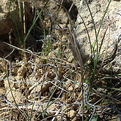 On limestone.<br>Photographer: Jane Gosden, Date taken: 26/02/2020, Licence: <a target='_blank' href='https://creativecommons.org/licenses/by-nc/4.0'>CC BY-NC</a>. <a class='member-message' href='/nzpcn/why-join-nzpcn/' target='_blank'>Members can view a larger version of this image.</a>
