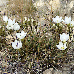 Photographer: Jane Gosden, Date taken: 26/02/2020, Licence: <a target='_blank' href='https://creativecommons.org/licenses/by-nc/4.0'>CC BY-NC</a>. <a class='member-message' href='/nzpcn/why-join-nzpcn/' target='_blank'>Members can view a larger version of this image.</a>