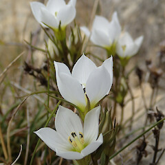 Photographer: Jane Gosden, Date taken: 26/02/2020, Licence: <a target='_blank' href='https://creativecommons.org/licenses/by-nc/4.0'>CC BY-NC</a>. <a class='member-message' href='/nzpcn/why-join-nzpcn/' target='_blank'>Members can view a larger version of this image.</a>