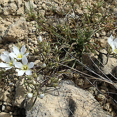 Photographer: Jane Gosden, Date taken: 26/02/2020, Licence: <a target='_blank' href='https://creativecommons.org/licenses/by-nc/4.0'>CC BY-NC</a>. <a class='member-message' href='/nzpcn/why-join-nzpcn/' target='_blank'>Members can view a larger version of this image.</a>