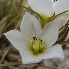 Photographer: Jane Gosden, Date taken: 26/02/2020, Licence: <a target='_blank' href='https://creativecommons.org/licenses/by-nc/4.0'>CC BY-NC</a>. <a class='member-message' href='/nzpcn/why-join-nzpcn/' target='_blank'>Members can view a larger version of this image.</a>