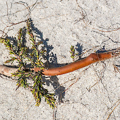 Ocean Mail, Chatham Island.<br>Photographer: Jeremy R. Rolfe, Date taken: 02/06/2013, Licence: <a target='_blank' href='https://creativecommons.org/licenses/by/4.0'>CC BY</a>.