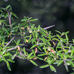 Pistillate flowers and immature fruit. Cobb Valley.<br>Photographer: Jeremy R. Rolfe, Date taken: 16/03/2016, Licence: <a target='_blank' href='https://creativecommons.org/licenses/by/4.0'>CC BY</a>.