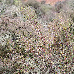 Cobb Valley.<br>Photographer: Jeremy R. Rolfe, Date taken: 17/03/2016, Licence: <a target='_blank' href='https://creativecommons.org/licenses/by/4.0'>CC BY</a>.