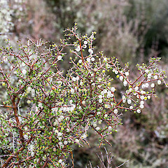 Cobb Valley.<br>Photographer: Jeremy R. Rolfe, Date taken: 17/03/2016, Licence: <a target='_blank' href='https://creativecommons.org/licenses/by/4.0'>CC BY</a>.