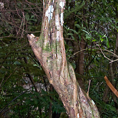 Trunk. Eastern Wairarapa.<br>Photographer: Jeremy R. Rolfe, Date taken: 02/01/2010, Licence: <a target='_blank' href='https://creativecommons.org/licenses/by/4.0'>CC BY</a>.
