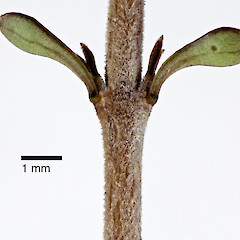 Stipule. In cultivation.<br>Photographer: Jeremy R. Rolfe, Date taken: 22/04/2007, Licence: <a target='_blank' href='https://creativecommons.org/licenses/by/4.0'>CC BY</a>.