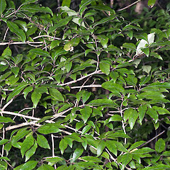 Herepai Ridge, Tararua Forest Park.<br>Photographer: Jeremy R. Rolfe, Date taken: 08/03/2008, Licence: <a target='_blank' href='https://creativecommons.org/licenses/by/4.0'>CC BY</a>. <a class='member-message' href='/nzpcn/why-join-nzpcn/' target='_blank'>Members can view a larger version of this image.</a>