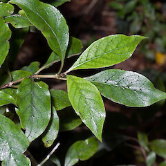 Herepai Ridge, Tararua Forest Park.<br>Photographer: Jeremy R. Rolfe, Date taken: 08/03/2008, Licence: <a target='_blank' href='https://creativecommons.org/licenses/by/4.0'>CC BY</a>. <a class='member-message' href='/nzpcn/why-join-nzpcn/' target='_blank'>Members can view a larger version of this image.</a>