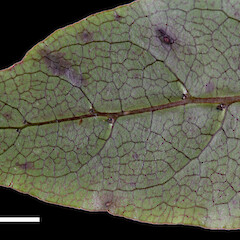 Abaxial surface of leaf showing domatia in axils of primary veins and midrib.<br>Photographer: Jeremy R. Rolfe, Date taken: 07/06/2010, Licence: <a target='_blank' href='https://creativecommons.org/licenses/by/4.0'>CC BY</a>. <a class='member-message' href='/nzpcn/why-join-nzpcn/' target='_blank'>Members can view a larger version of this image.</a>