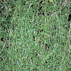 Te Awa Kairangi / Hutt River.<br>Photographer: Jeremy R. Rolfe, Date taken: 13/12/2001, Licence: <a target='_blank' href='https://creativecommons.org/licenses/by/4.0'>CC BY</a>. <a class='member-message' href='/nzpcn/why-join-nzpcn/' target='_blank'>Members can view a larger version of this image.</a>